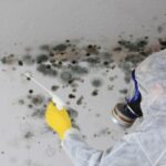 basement mold removal