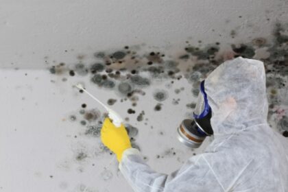 basement mold removal