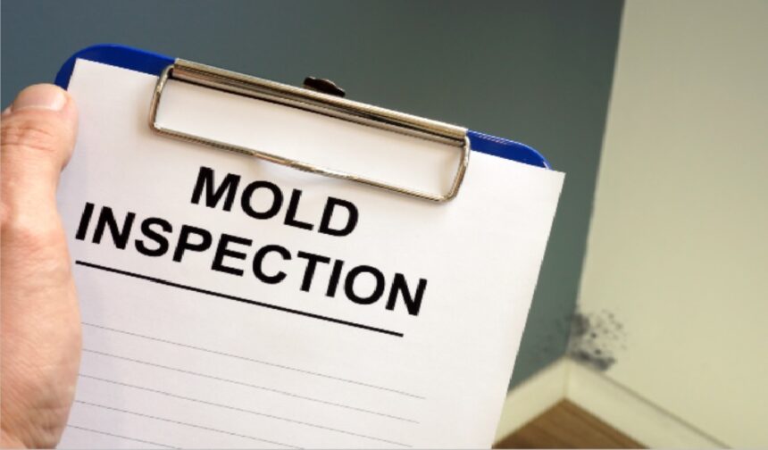 mold inspection