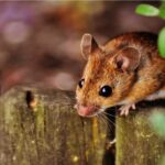 vermin infestation